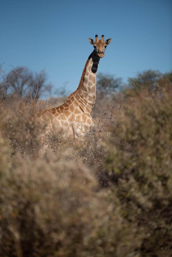 Morakane Safari Lodge Vryburg Zewnętrze zdjęcie